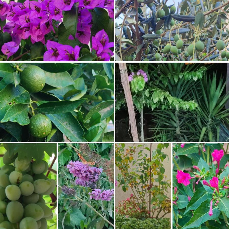 Garden Apartment Dina Split Buitenkant foto